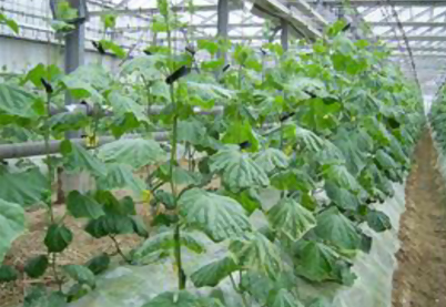 Cucumber,no,treatment