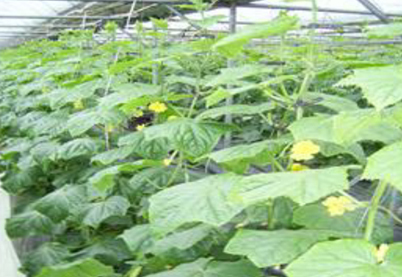 Cucumber,treatment