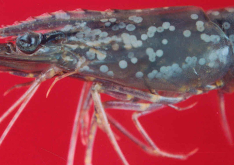 shrimp,YHV,virus